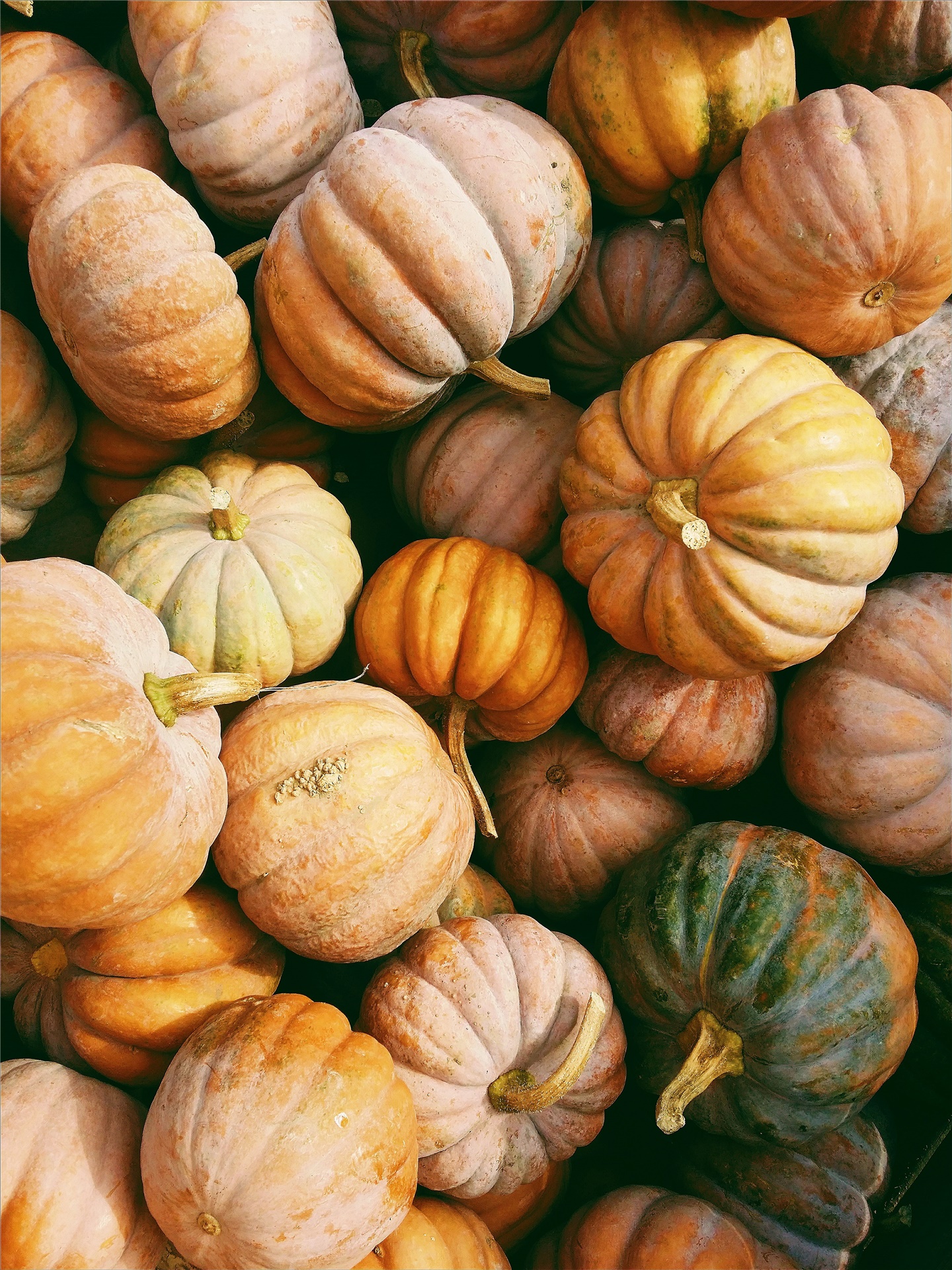 Citrouilles et courges